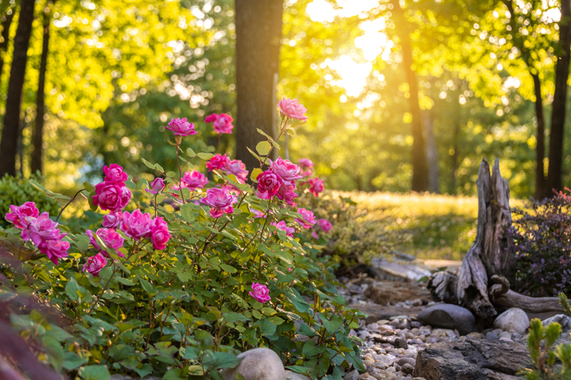 Horizontal photograph of a lovely residential flower garden at sunset. Beautiful pink roses are in the center of the image. Rocks, driftwood, and other foliage are featured in this summertime garden. The sun is setting creating a warm glow through the trees. Focus is on the pink roses.